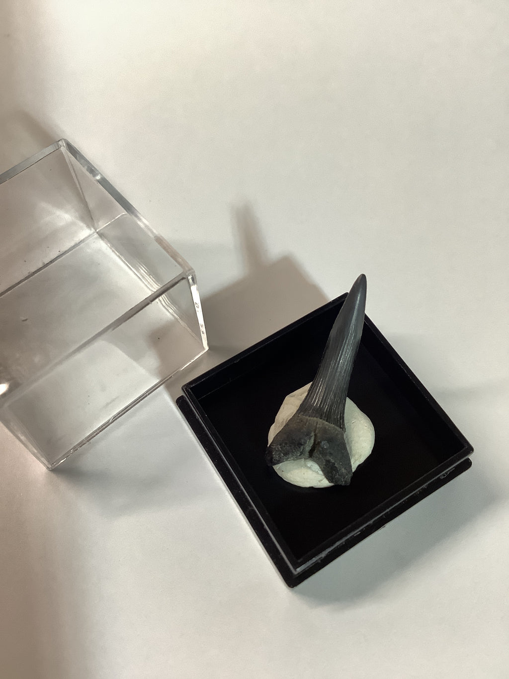 North Mississippi Fossil Shark Tooth in Display Case - Tooth #4