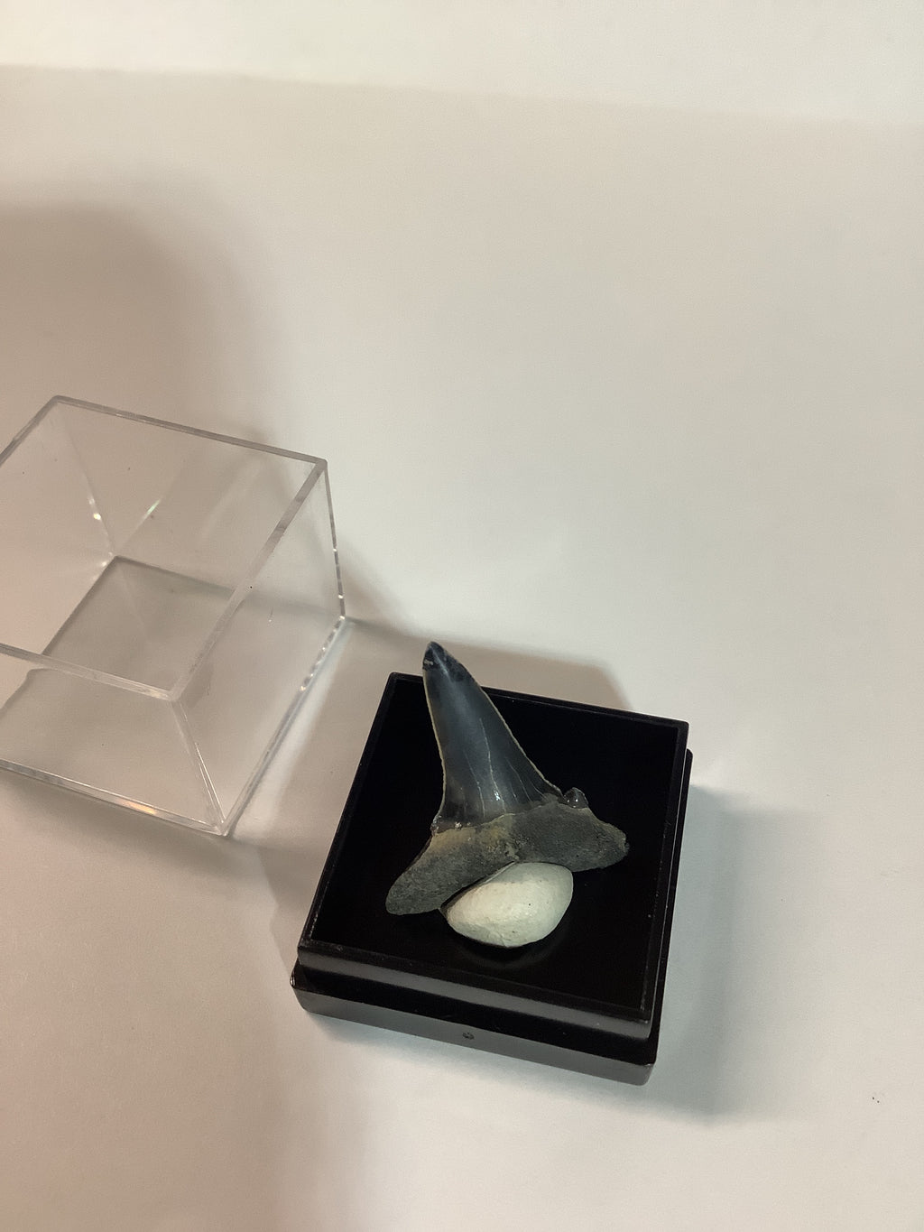 North Mississippi Fossil Shark Tooth in Display Case - Tooth #2