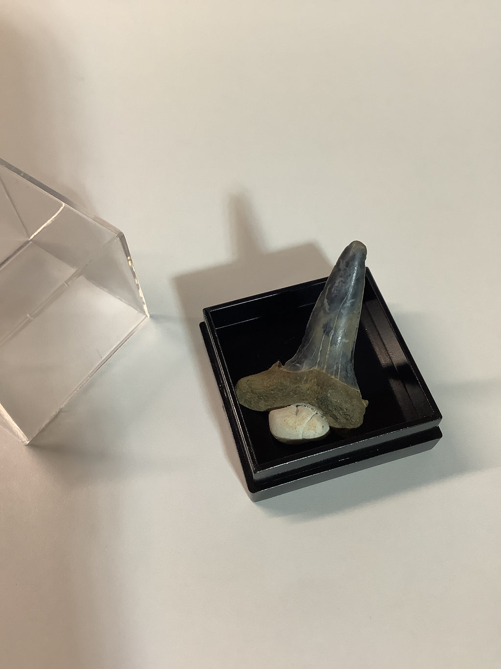 North Mississippi Fossil Shark Tooth in Display Case - Tooth #3