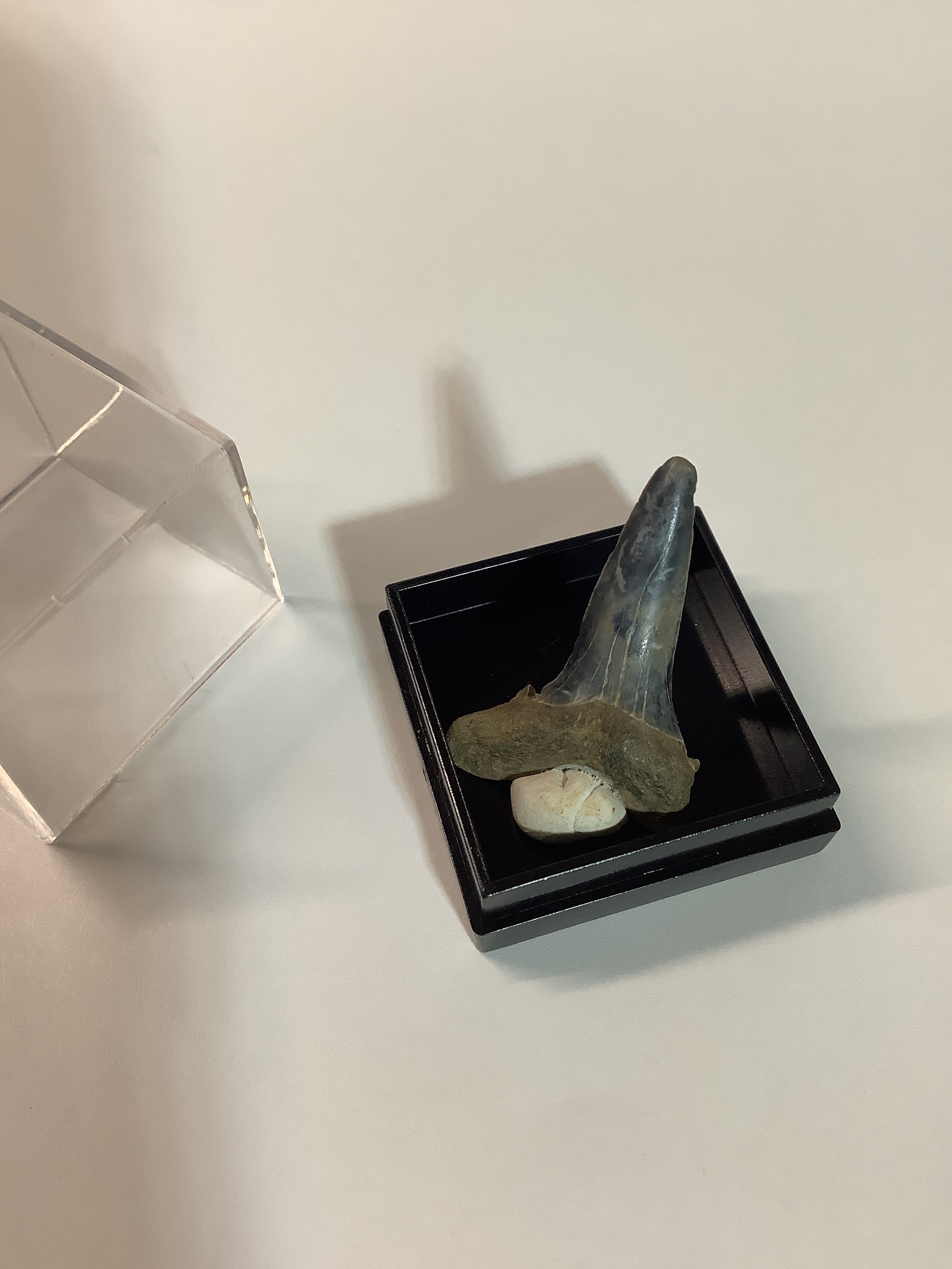 North Mississippi Fossil Shark Tooth in Display Case - Tooth #3