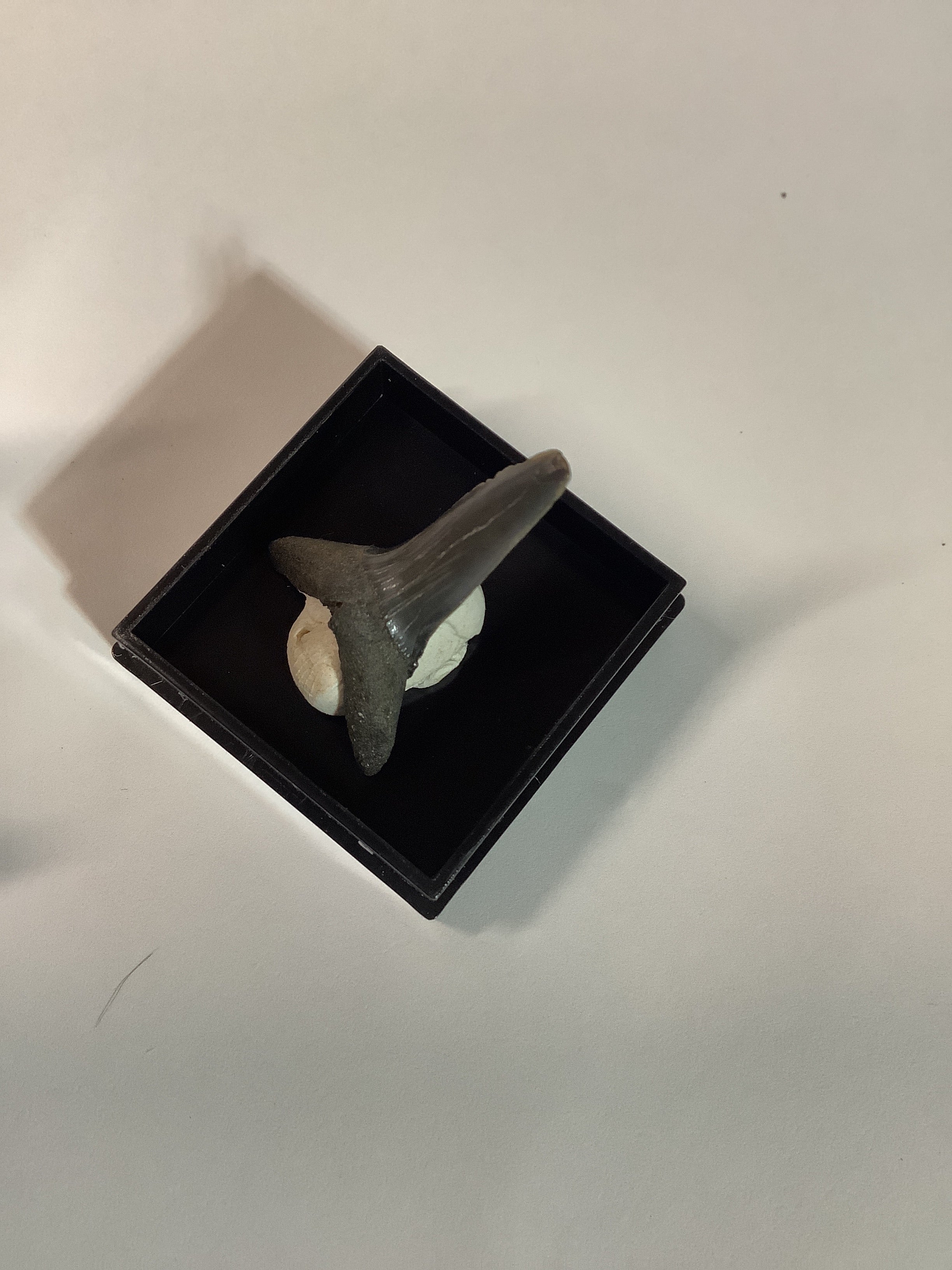 North Mississippi Fossil Shark Tooth in Display Case - Tooth #3