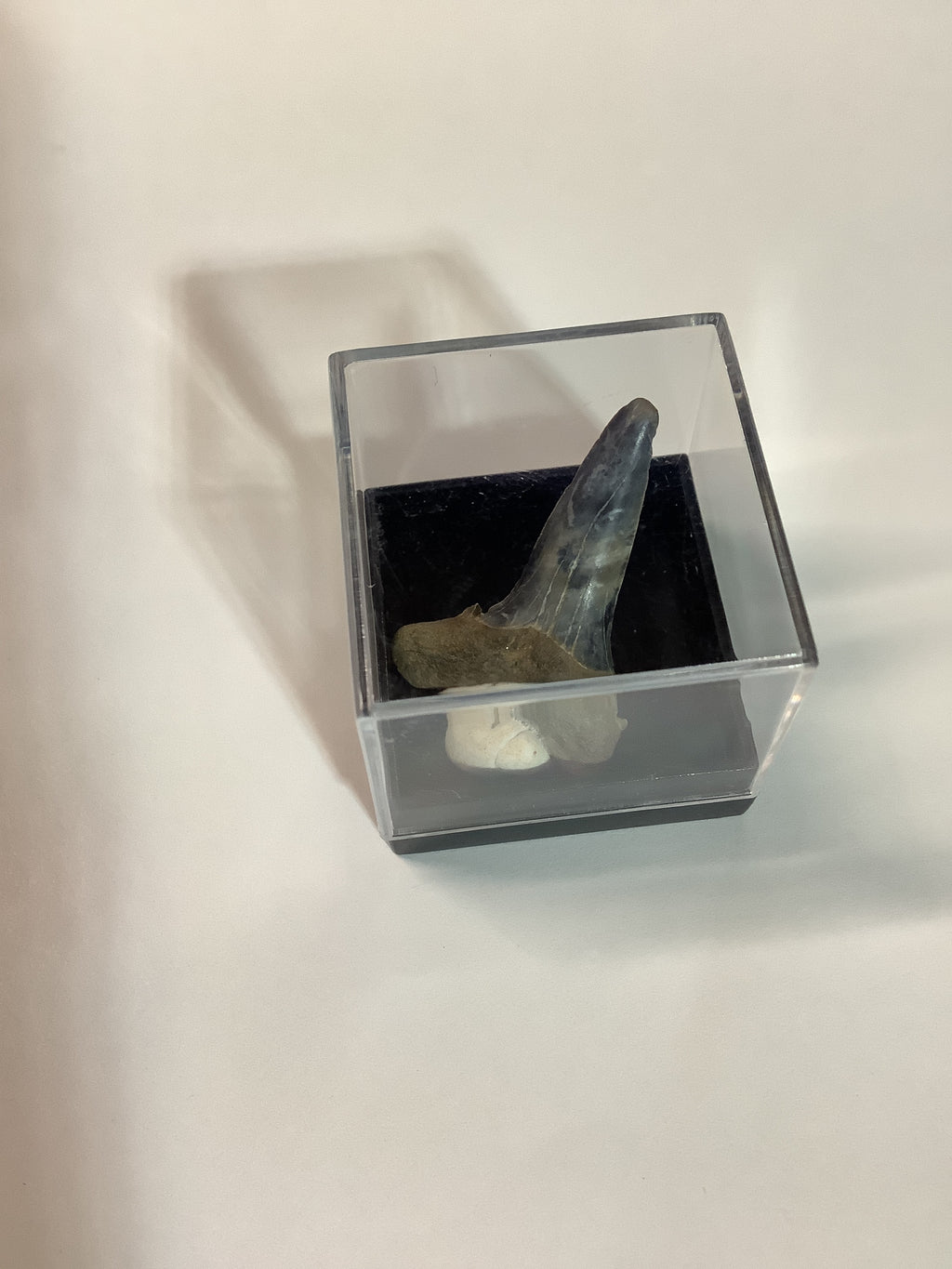 North Mississippi Fossil Shark Tooth in Display Case - Tooth #3