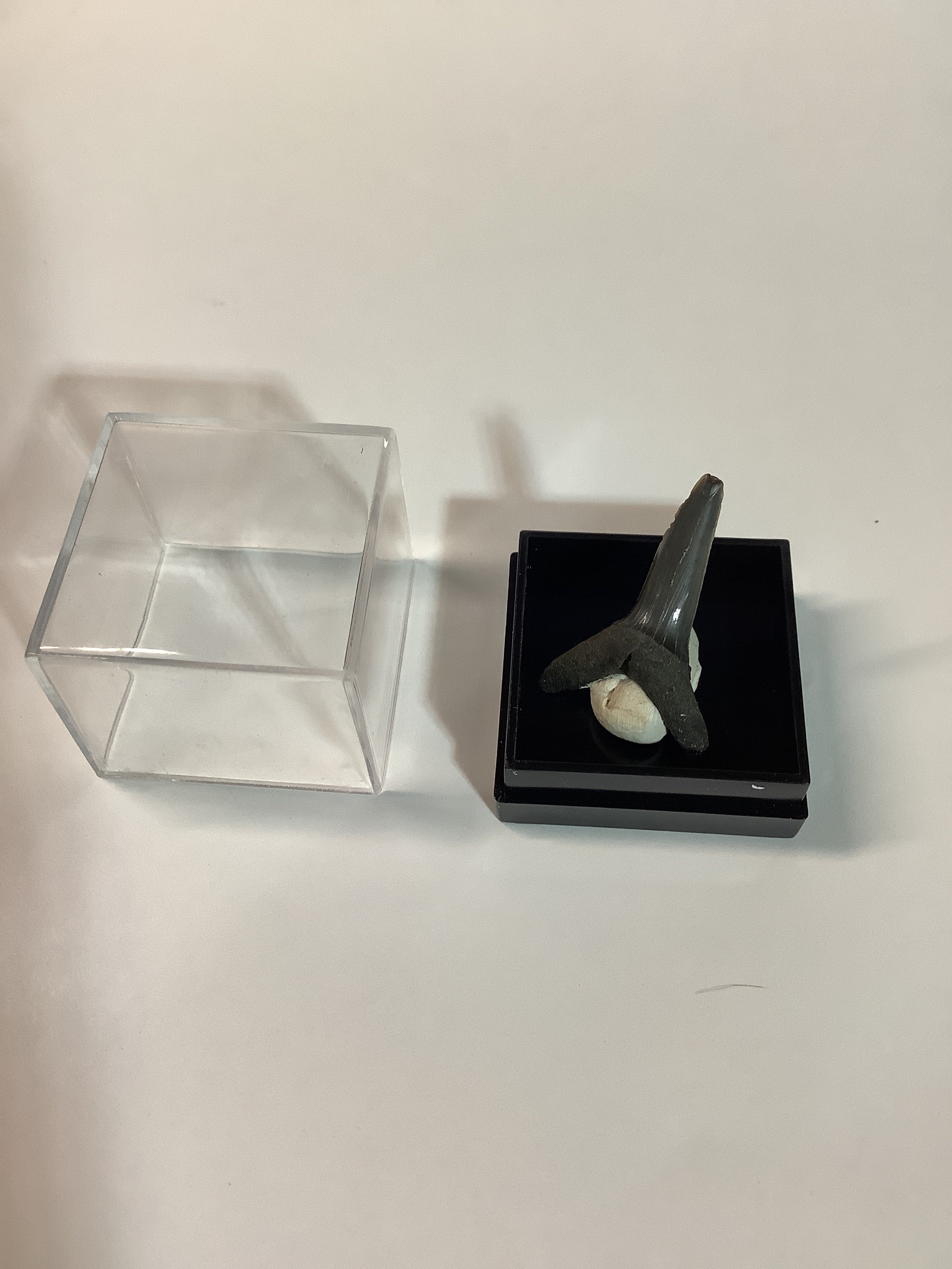 North Mississippi Fossil Shark Tooth in Display Case - Tooth #3