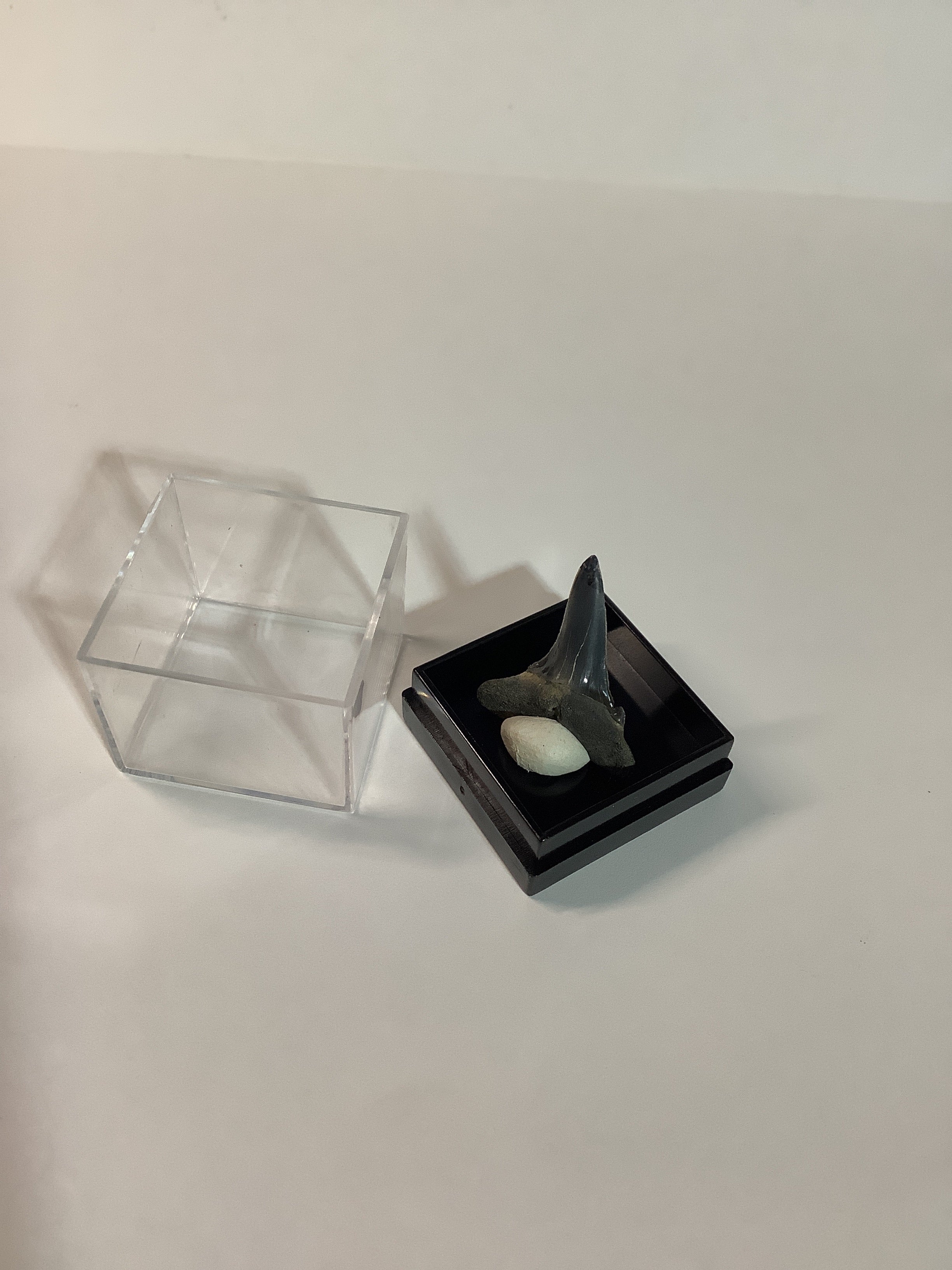 North Mississippi Fossil Shark Tooth in Display Case - Tooth #2