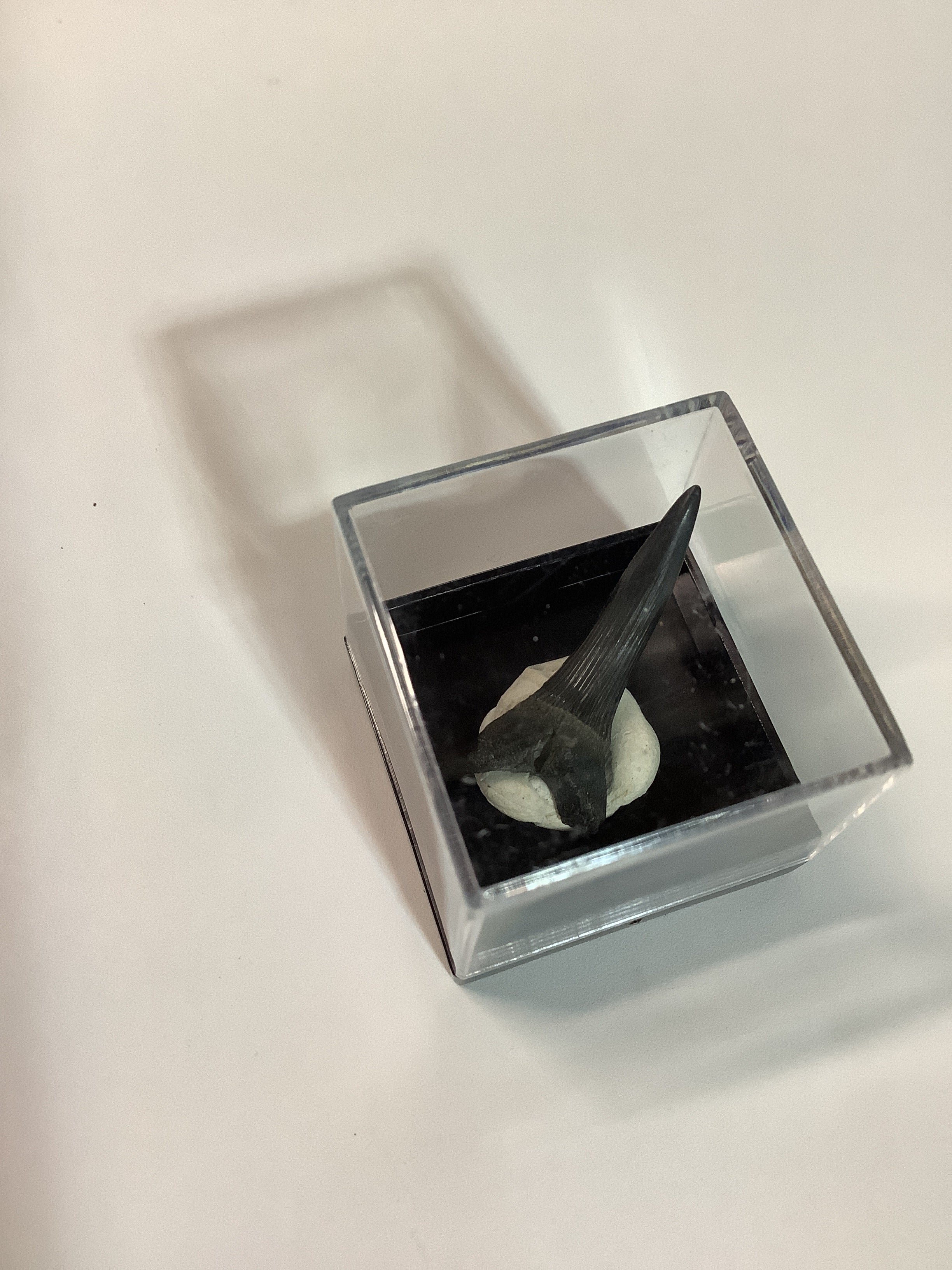 North Mississippi Fossil Shark Tooth in Display Case - Tooth #4