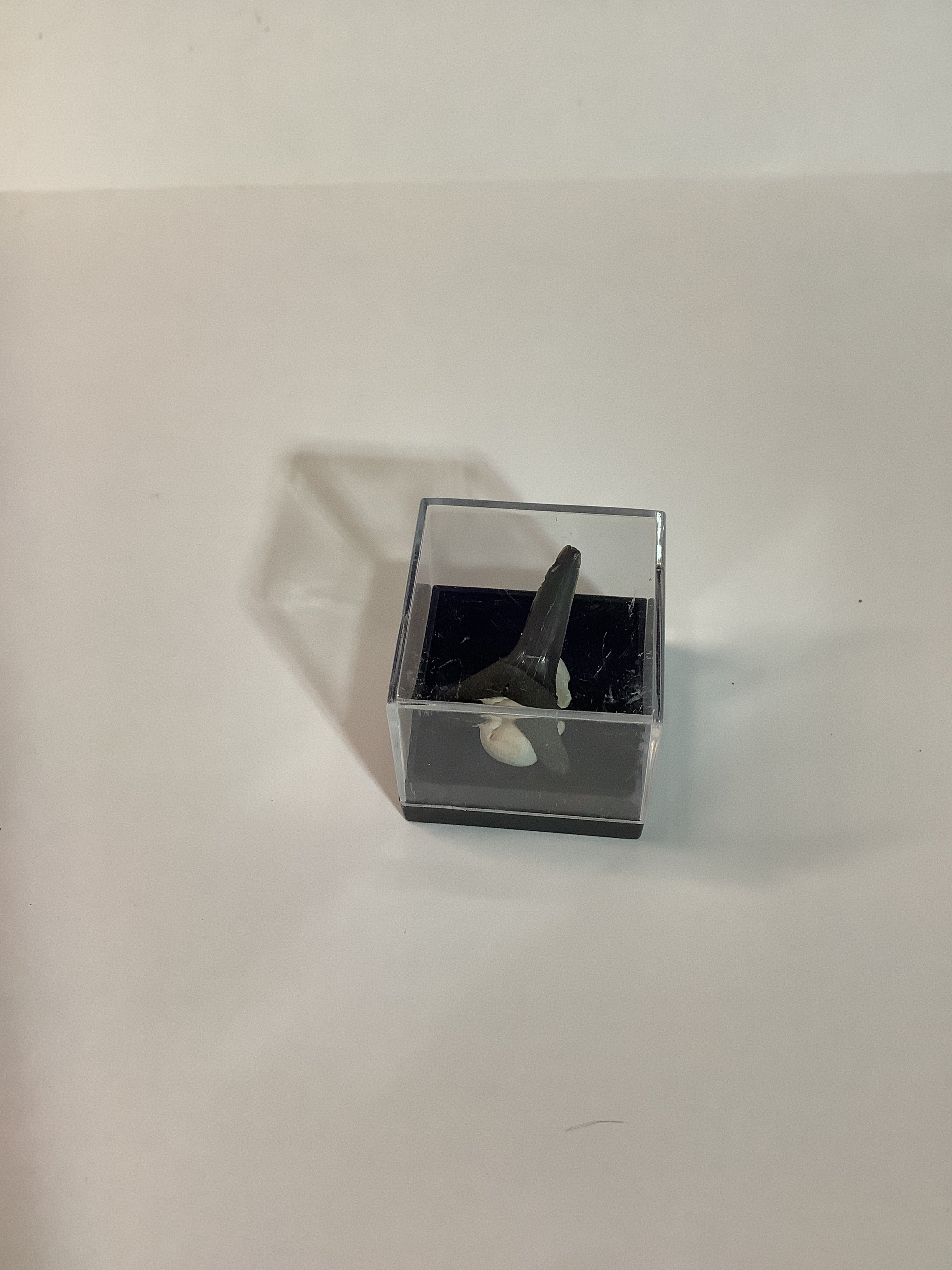 North Mississippi Fossil Shark Tooth in Display Case - Tooth #3