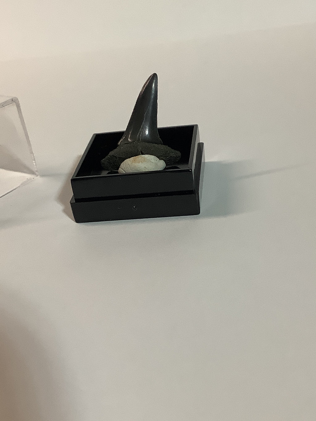 North Mississippi Fossil Shark Tooth in Display Case - Tooth #5
