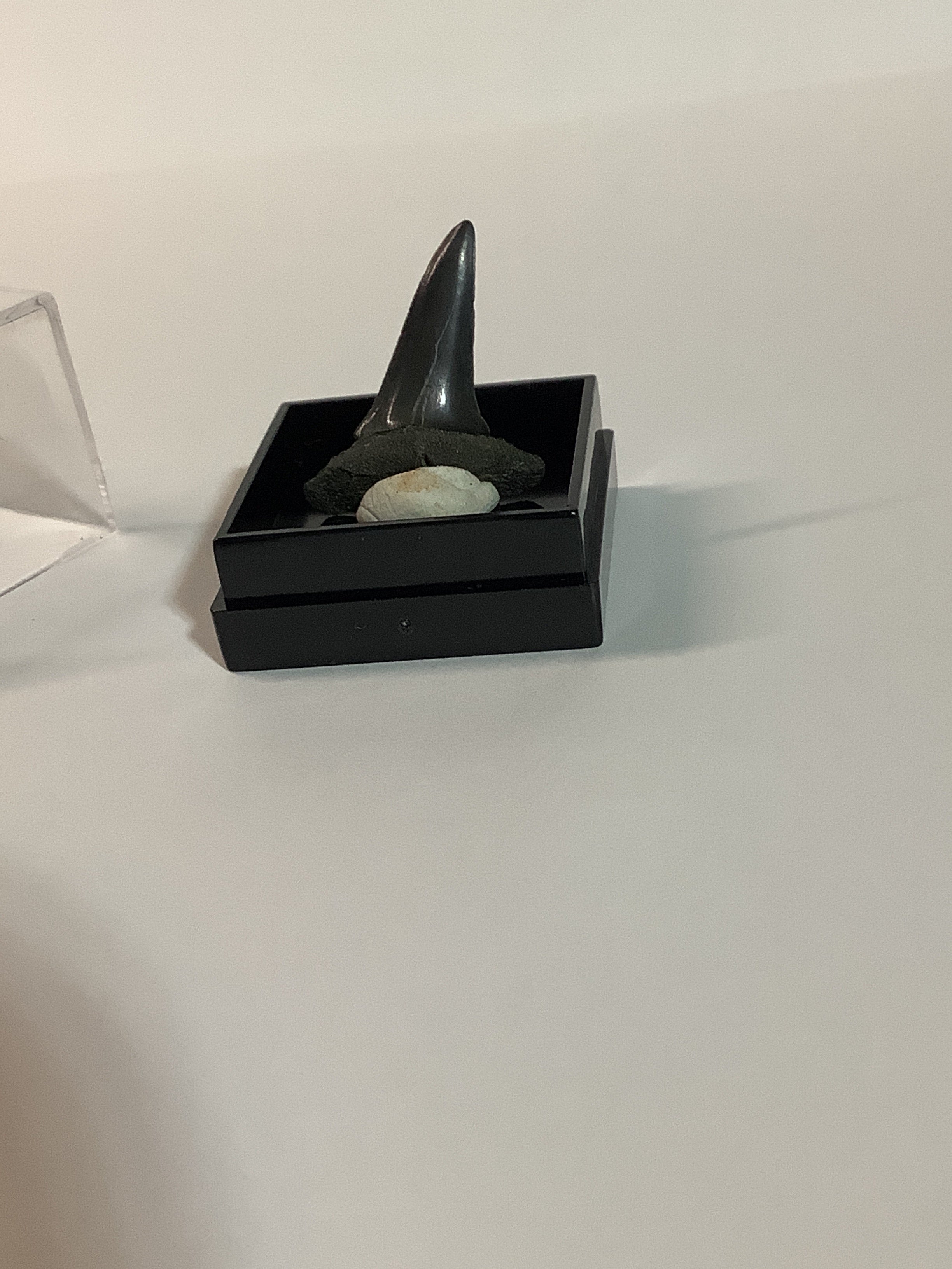North Mississippi Fossil Shark Tooth in Display Case - Tooth #5