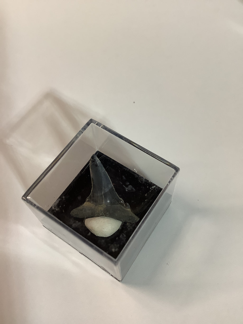 North Mississippi Fossil Shark Tooth in Display Case - Tooth #2