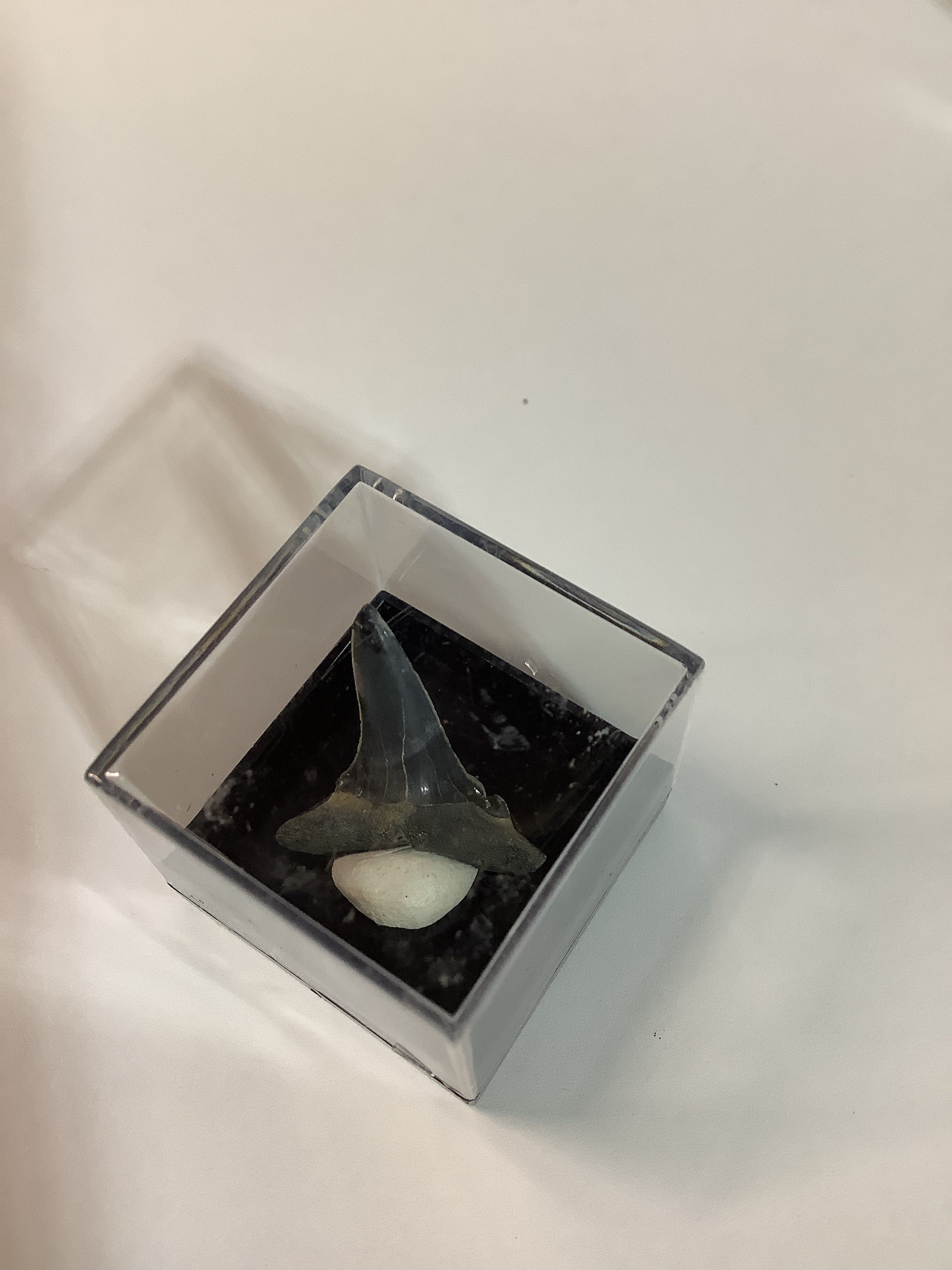 North Mississippi Fossil Shark Tooth in Display Case - Tooth #2
