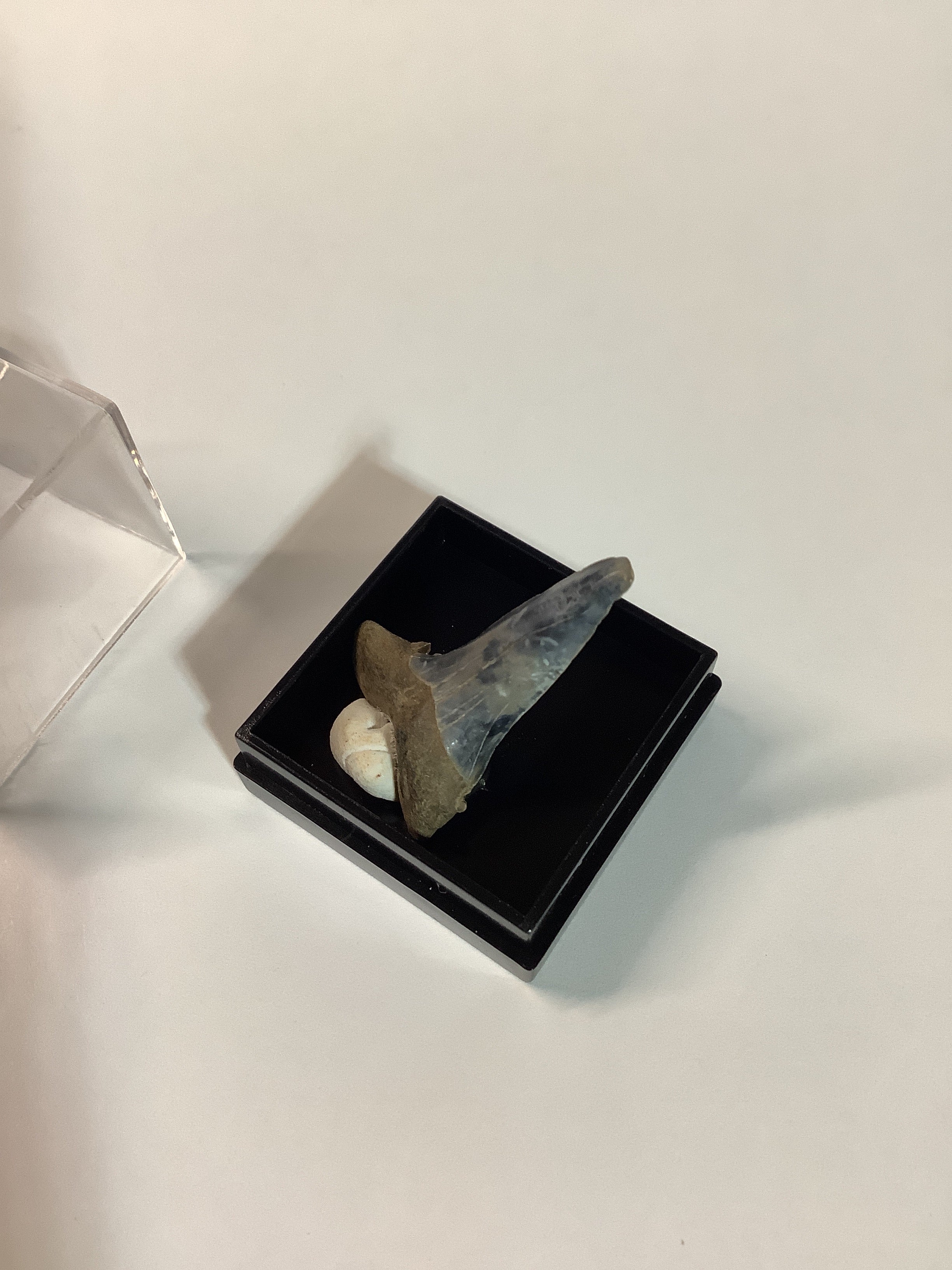 North Mississippi Fossil Shark Tooth in Display Case - Tooth #3