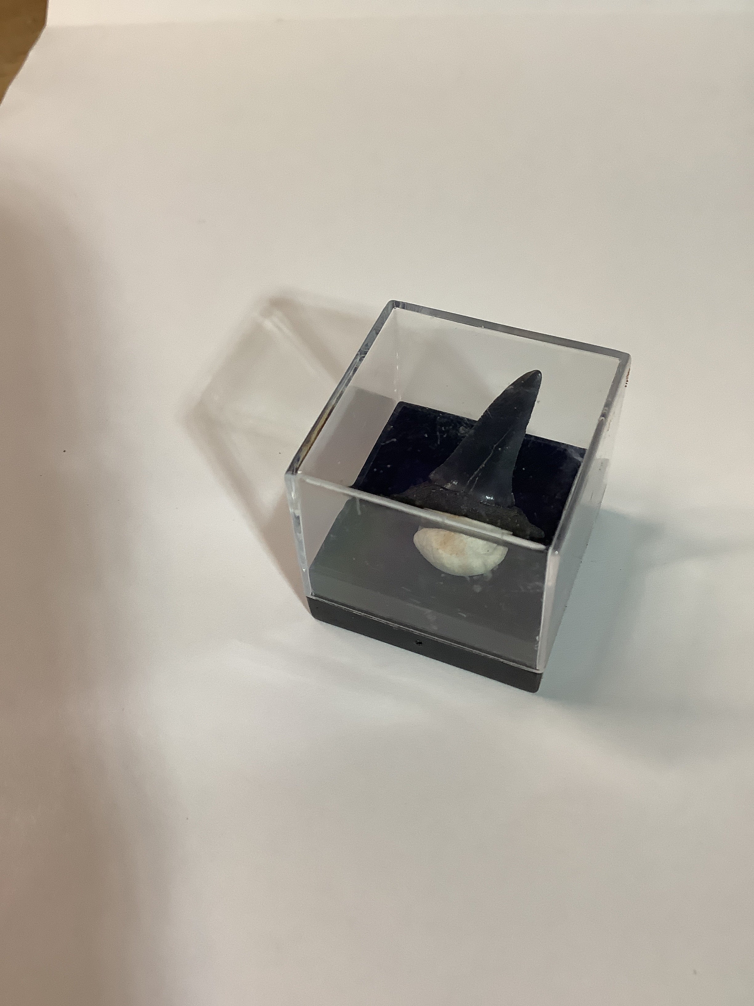 North Mississippi Fossil Shark Tooth in Display Case - Tooth #5